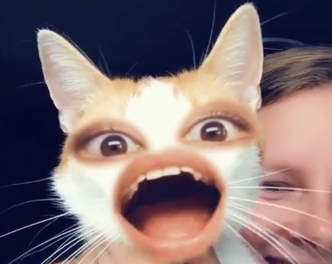 猫と人間で「顔入れ替えアプリ」を使ったらとんでもないことに(笑 